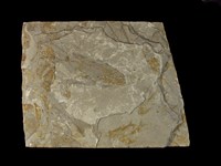 藏品(狼鰭魚群)的圖片